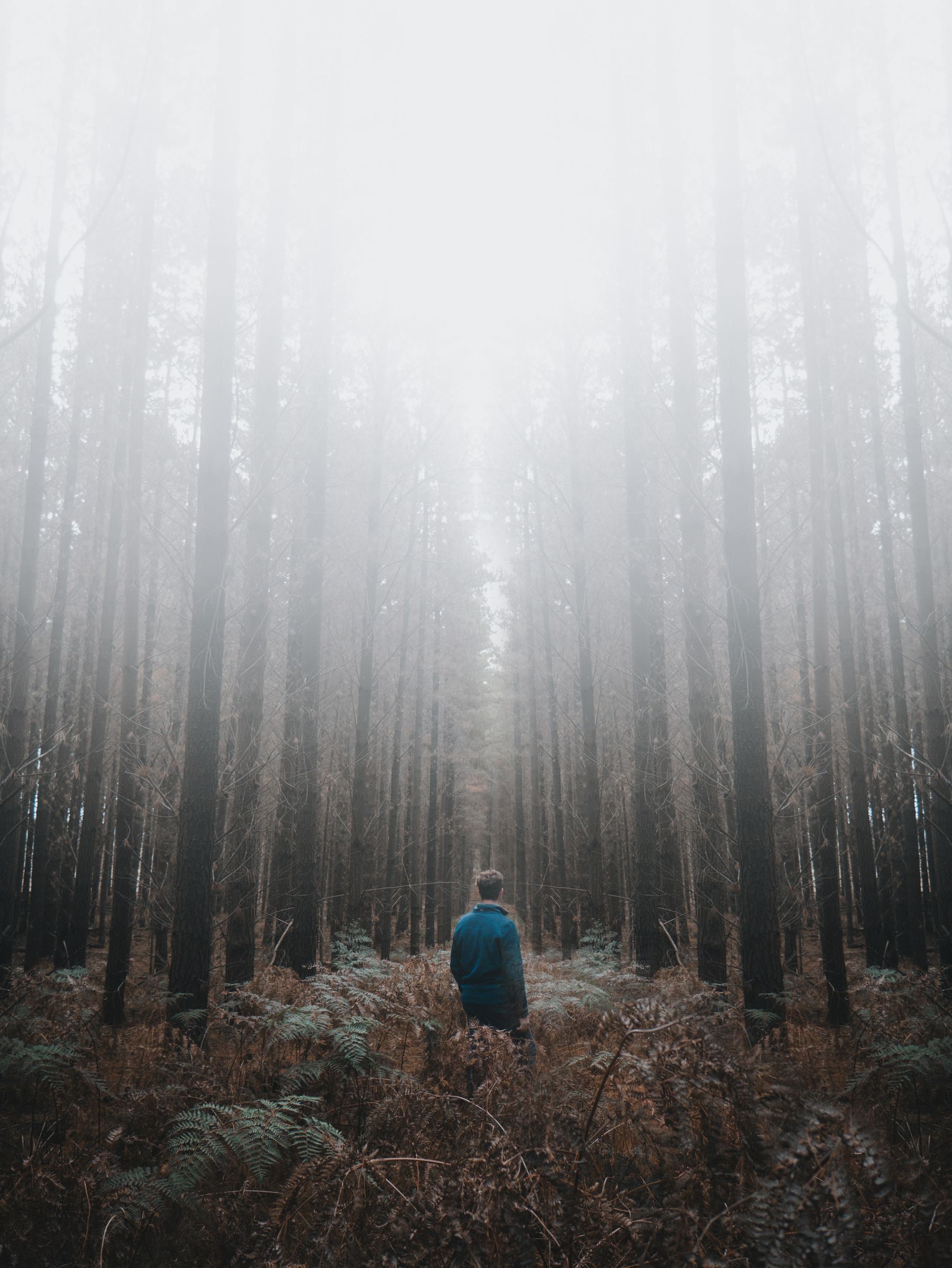 A solitary person among towering trees in the mist