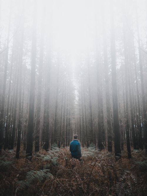 Free A person standing alone in a foggy forest, surrounded by tall trees and wild plants. Stock Photo