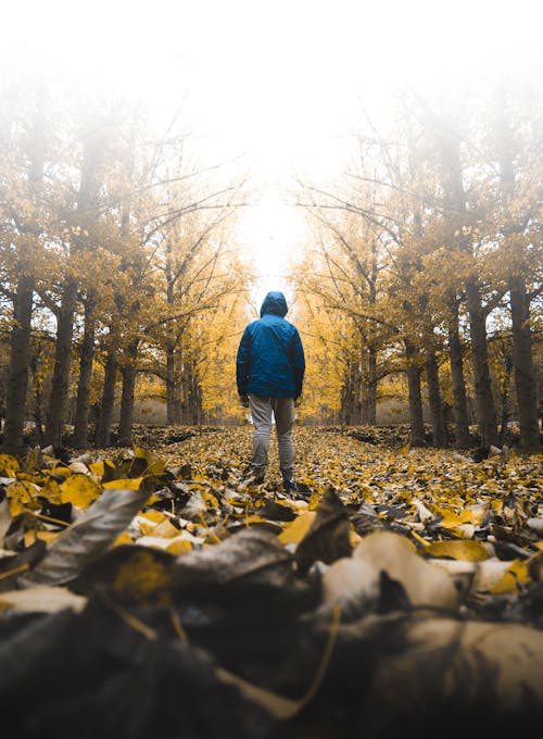 Free Person in Blue Jacket Walking on Pathway Surrounded by Trees Stock Photo