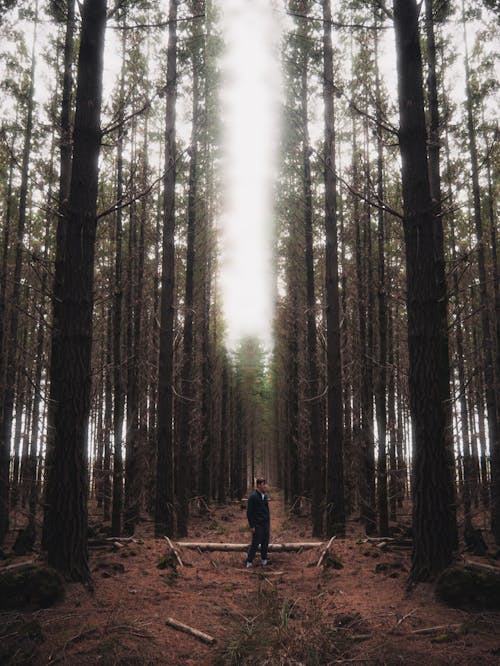 Free Man in Black Jacket Standing in the Middle of the Woods Stock Photo