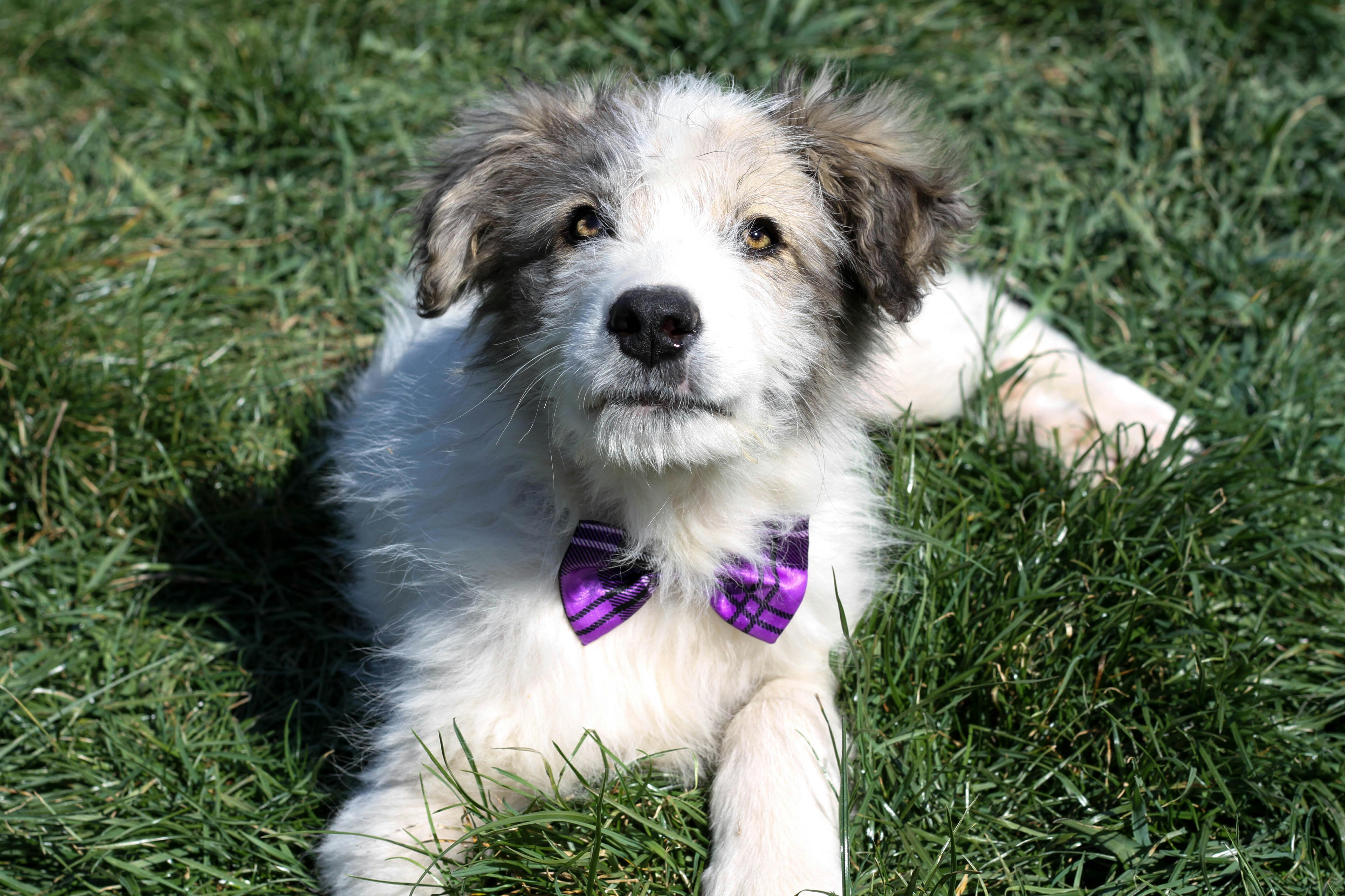 WSU spay program eases financial strain for animal rescues - Big Country News — Photo by NaNa Photography on Pexels