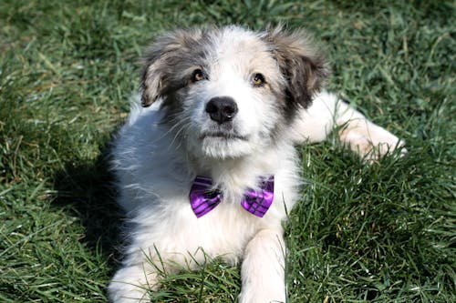 Foto d'estoc gratuïta de caní, corbata de llaç, fotografia d'animals