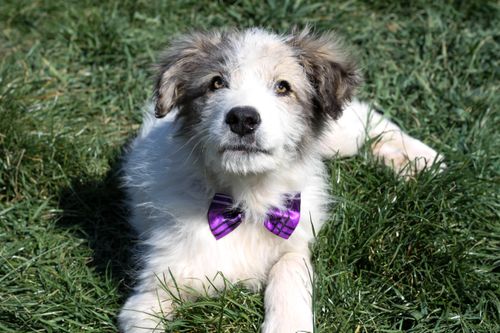 Free Cute puppy wearing a purple bow tie relaxing on green grass outdoors. Stock Photo