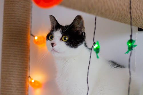 Black and White Cat Staring At String Lights