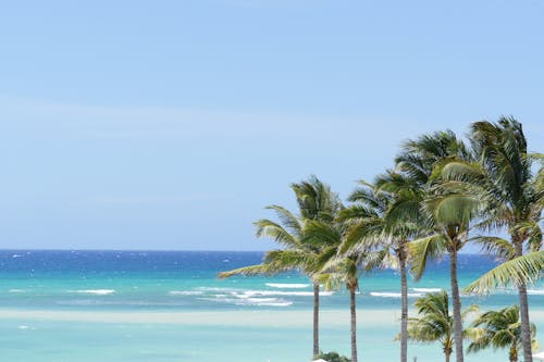 Palm Trees Near A Beach