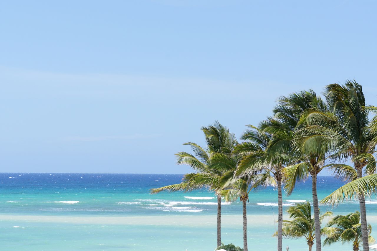 a serene tropical beach scene featuring swaying palm trees and turquoi