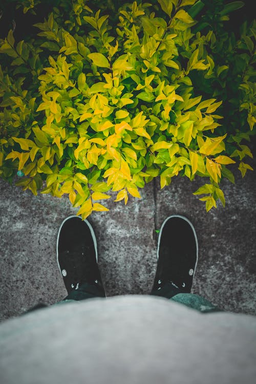 Person in Black and White Sneakers Standing on Gray Concrete Floor With Plants