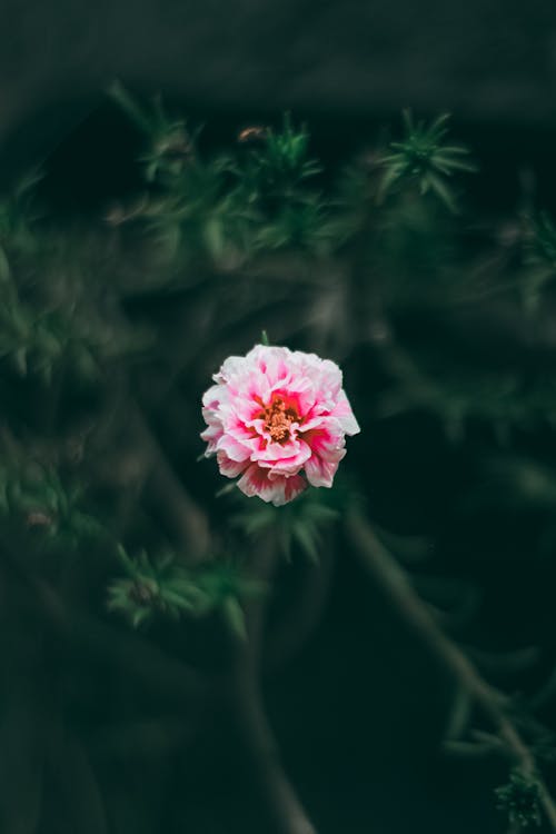Darmowe zdjęcie z galerii z botaniczny, flora, fotografia kwiatowa