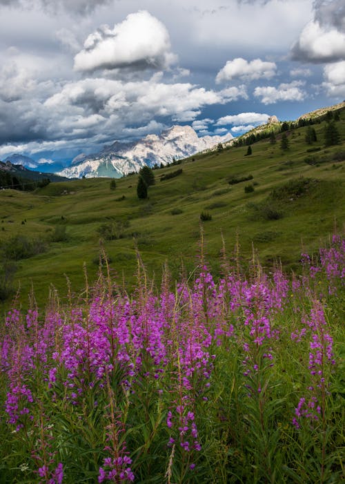 Foto profissional grátis de alcance, aldeia, Alpes