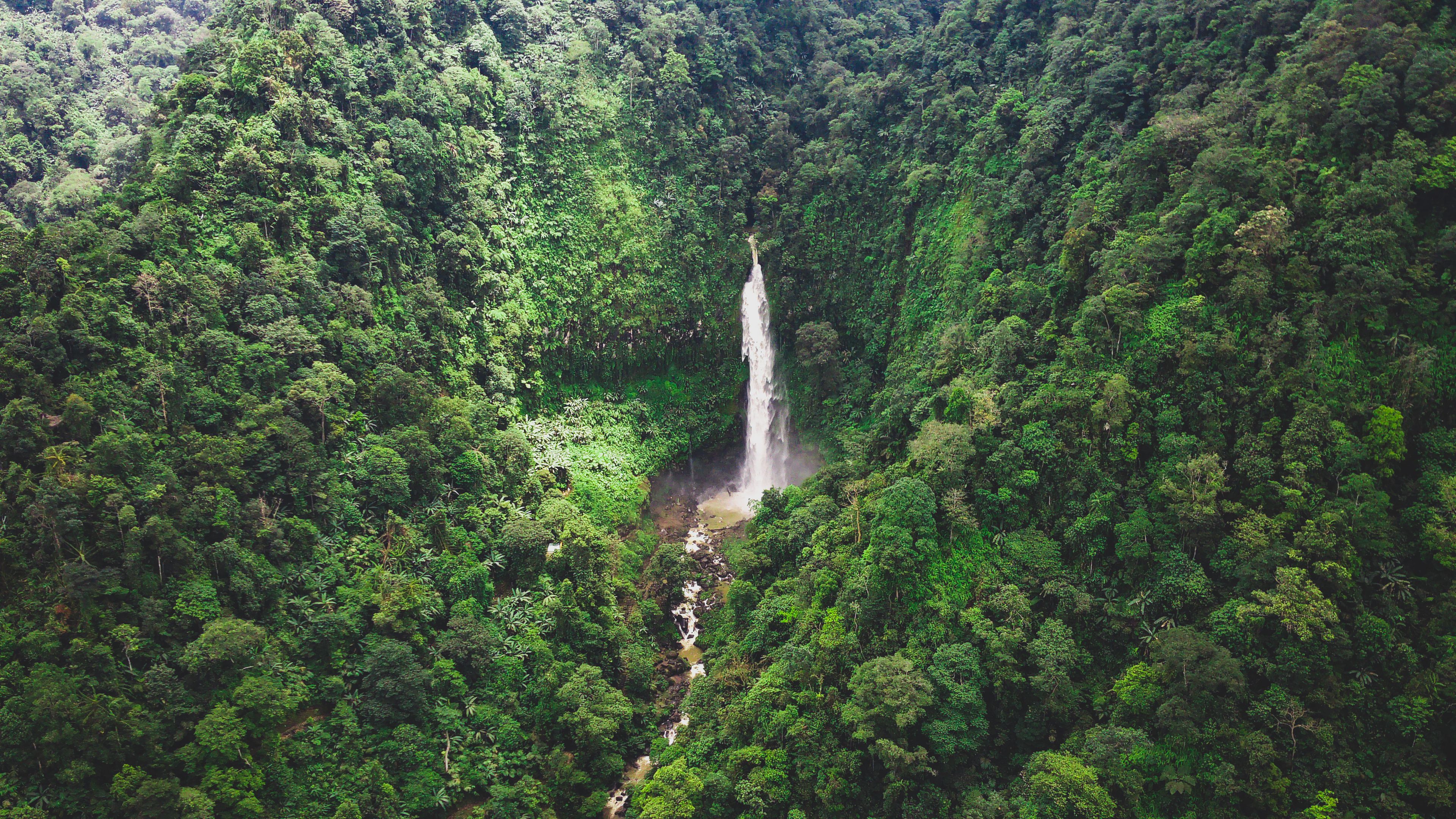 The Wli Waterfall Guesthouse with a view of the forest