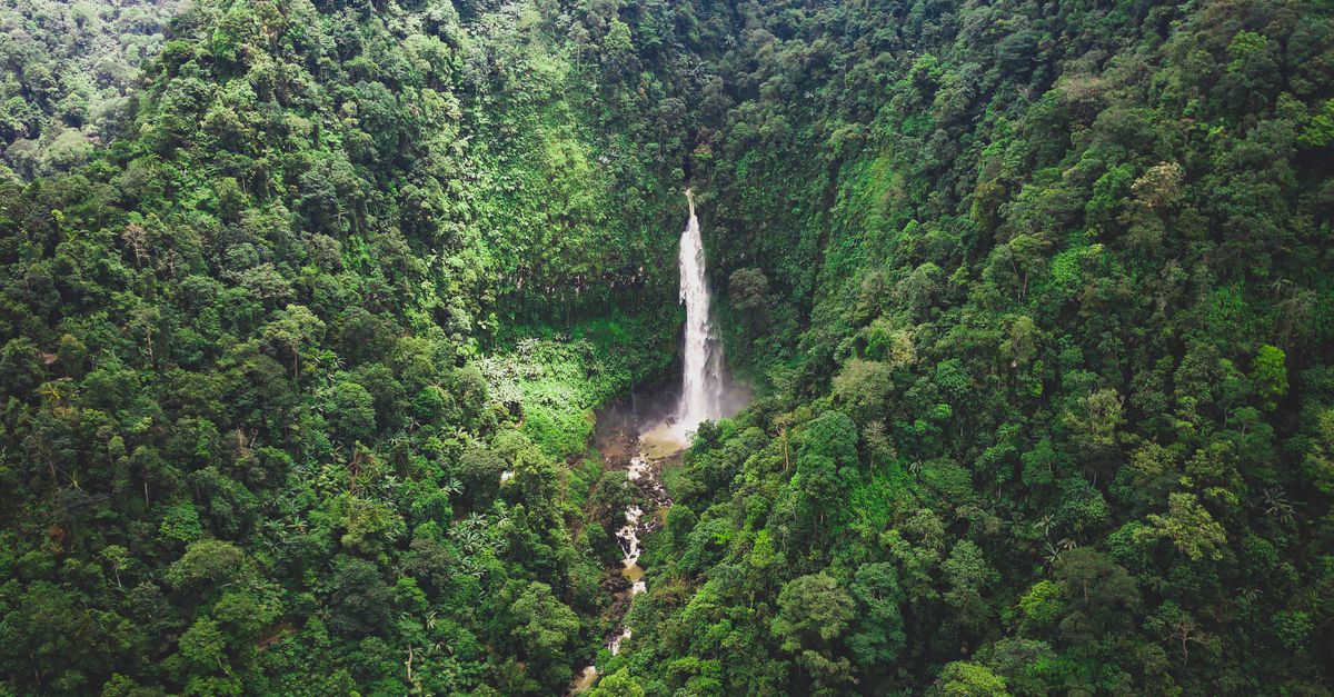 The Wli Waterfall Guesthouse with a view of the forest