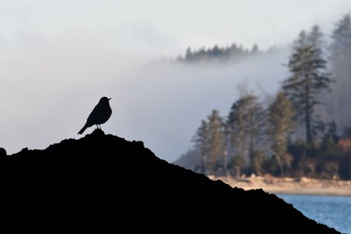 Silhouette of Bird on Rock Formation
