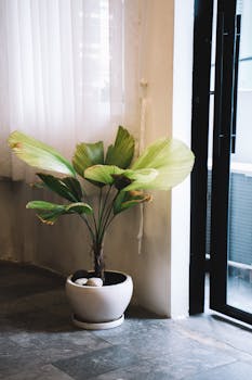 Lush green indoor houseplant in a white pot by a window, adding natural decor.