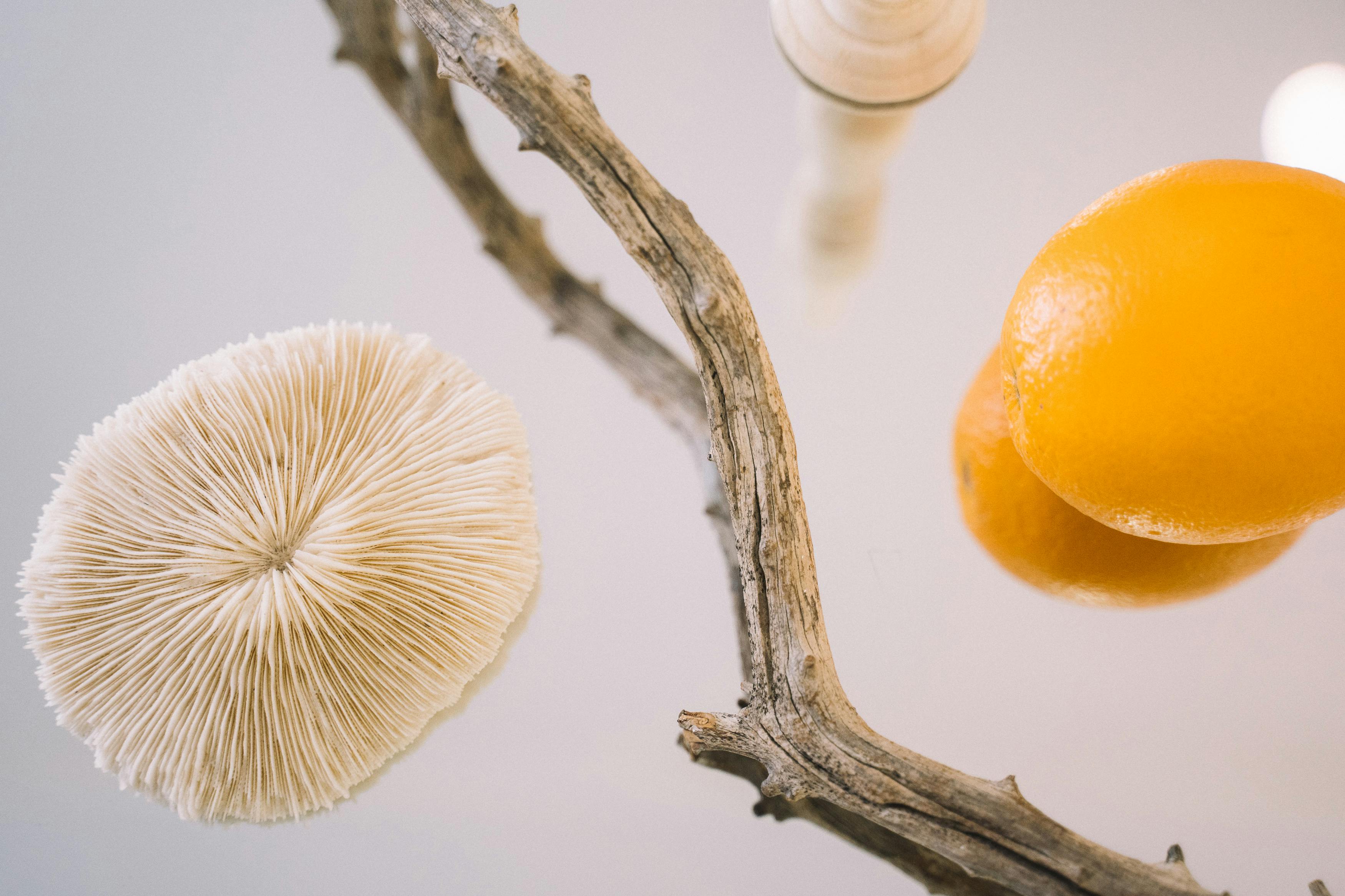 orange fruit beside a tree branch