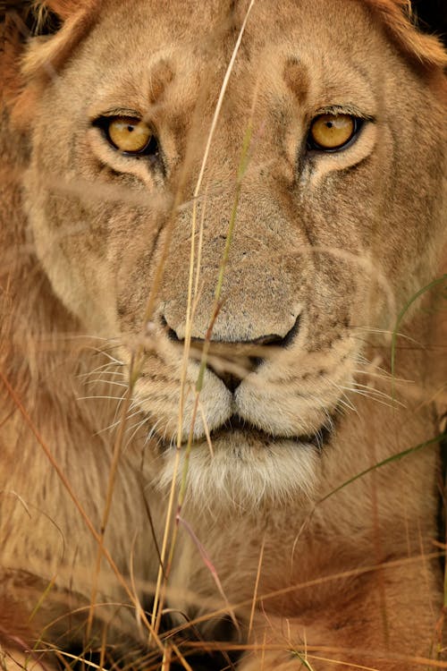 Brown Lion in Close Up Photography