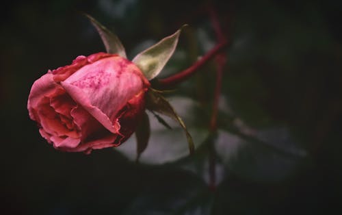 Pink Rose in Bloom