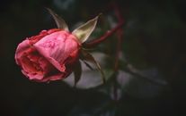 柔和的灯光下，粉红色玫瑰花蕾的特写图像，展示出其精致的花瓣