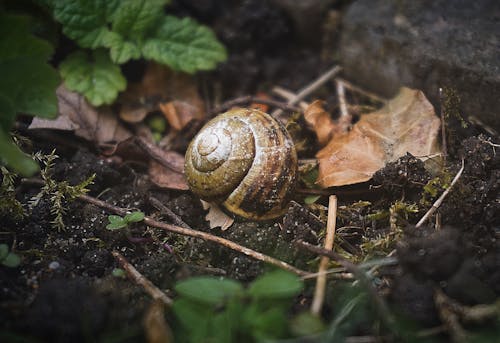 Brown Snail on the Soil with Leaves
