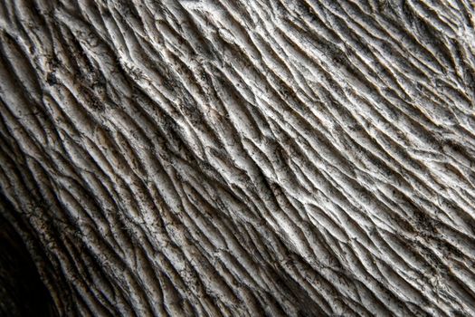 Detailed close-up of textured tree bark in grayscale, showing intricate patterns and natural texture.