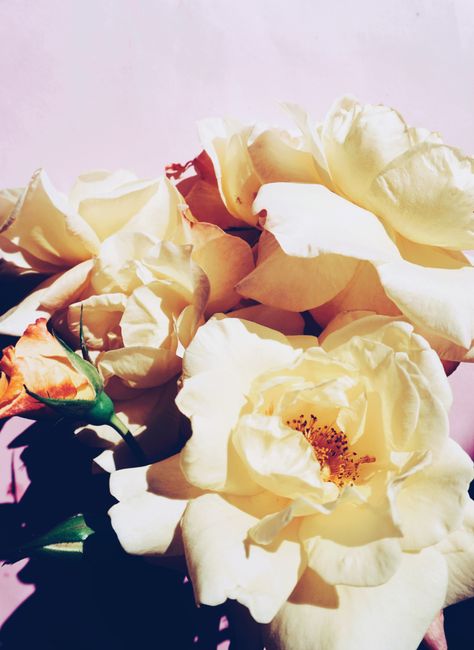 Elegant yellow roses in bloom with a soft pink background, showcasing natural beauty and vibrant colors.