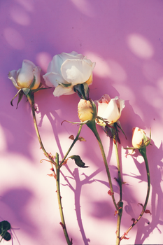 Artistic capture of white roses casting shadows on a pink wall, creating a serene floral scene.