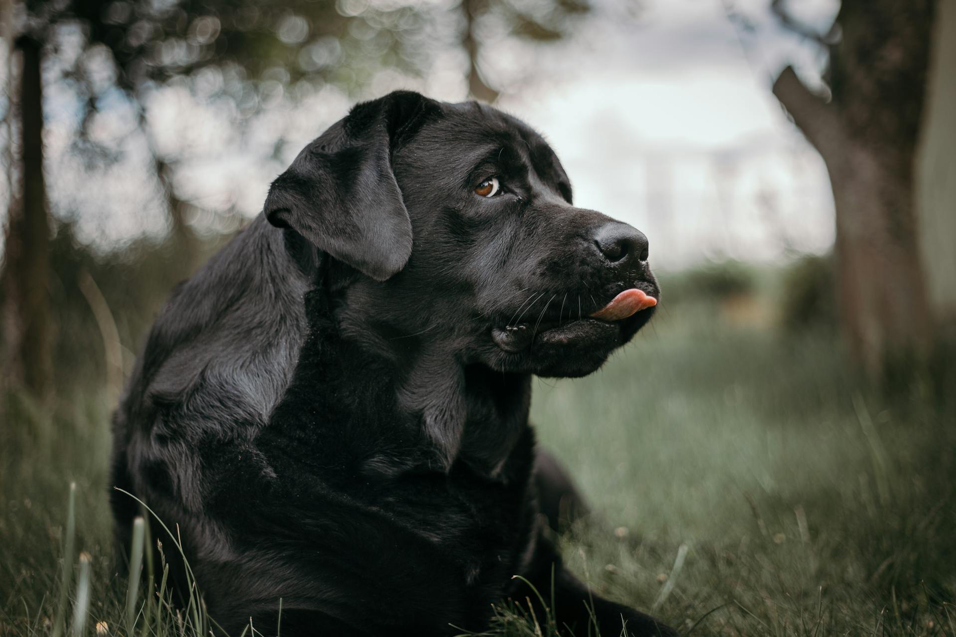 Black Labrador Retriever Lying on Green Grass