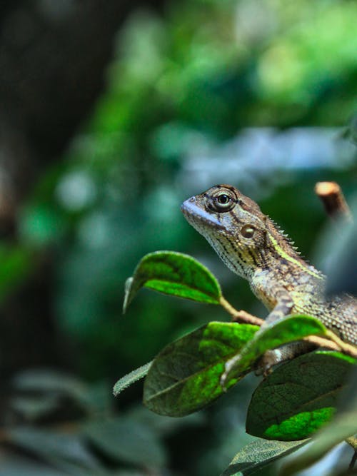 Free stock photo of lizardcanonlightroomphotographyinstagram