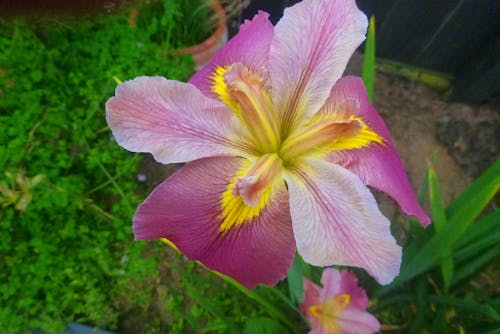 Free stock photo of louisiana iris, pink iris flower Stock Photo
