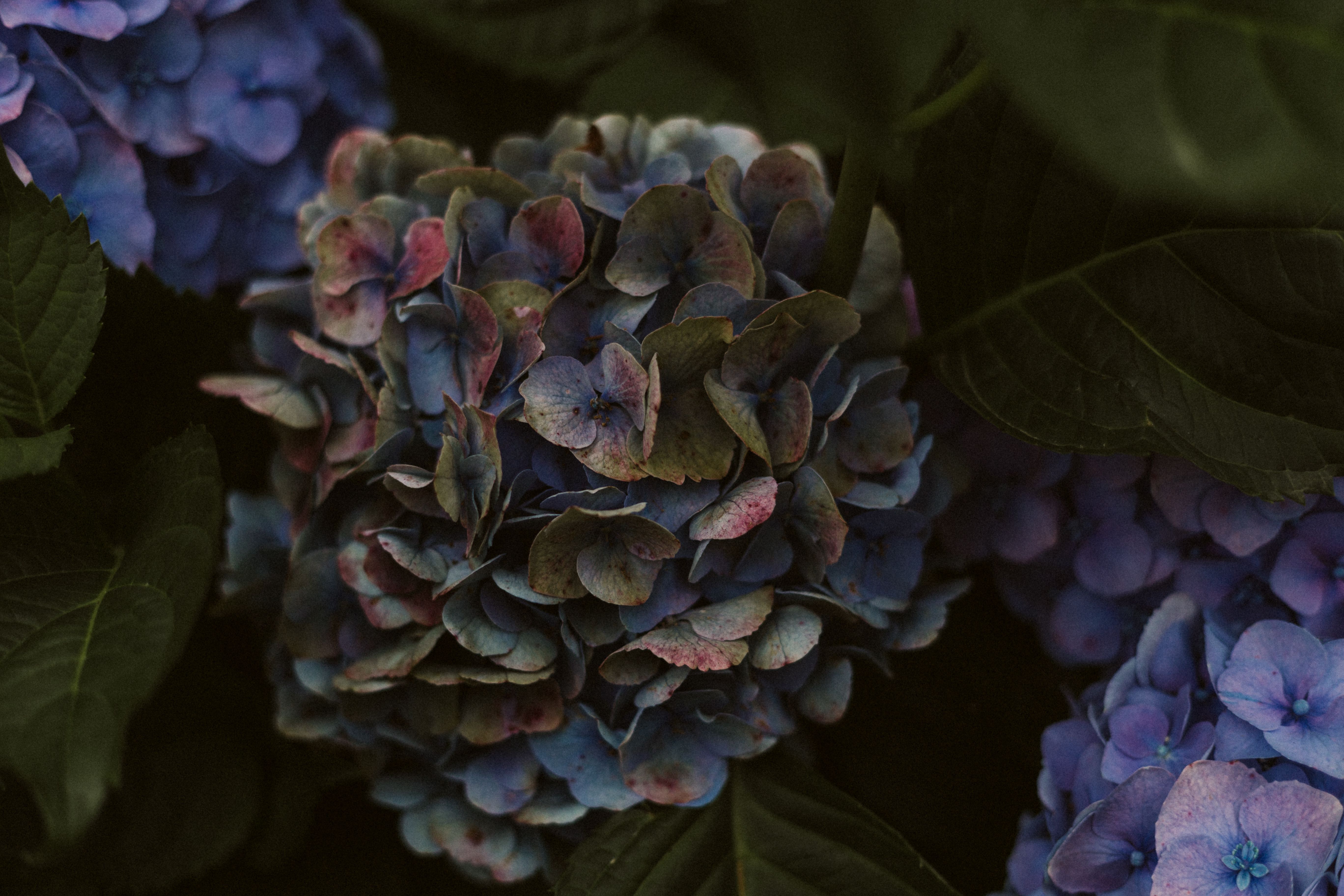Purple and White Flowers in Close Up Photography · Free Stock Photo