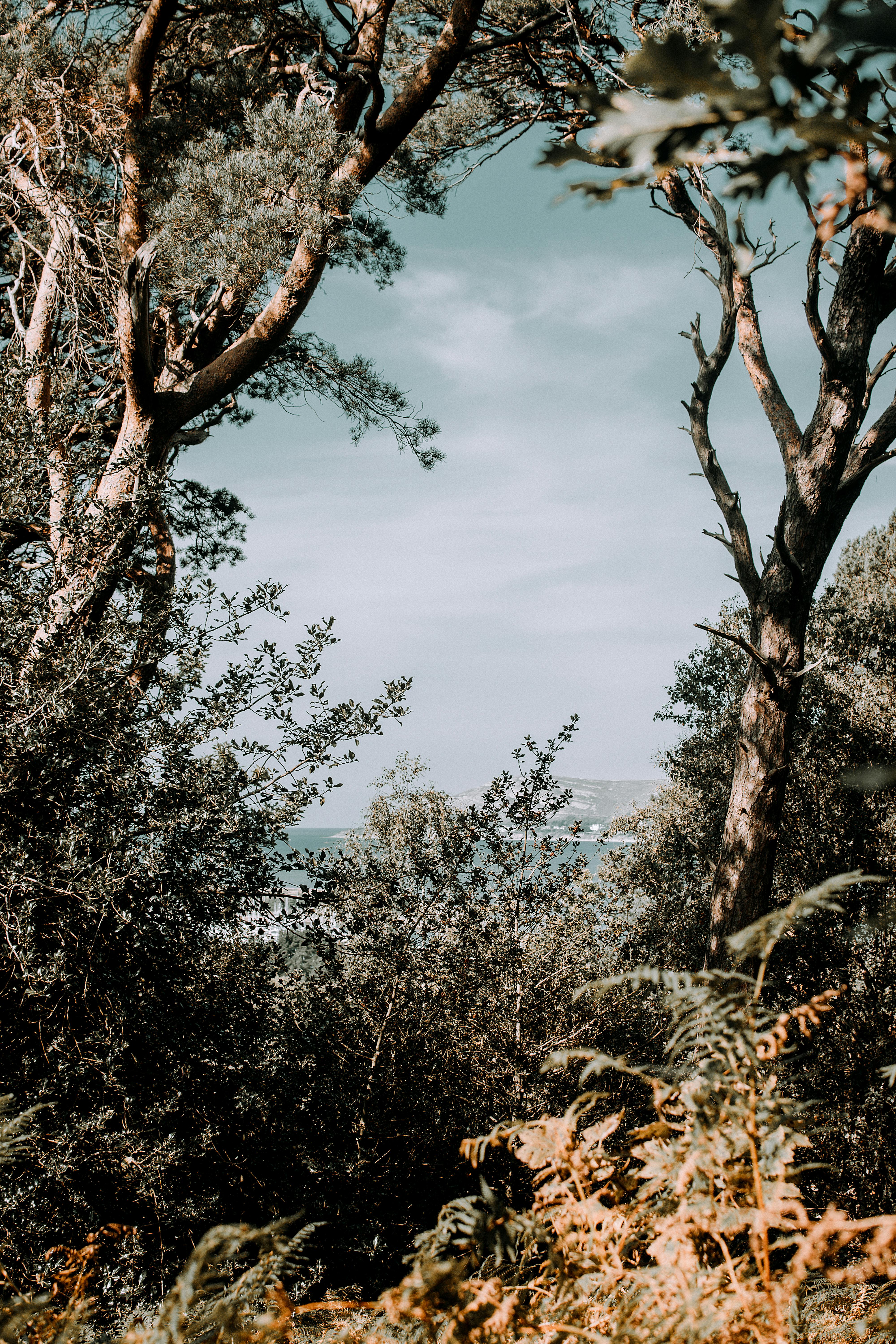 Trees with dried branches among lush green bushes and plants on clear sunny day