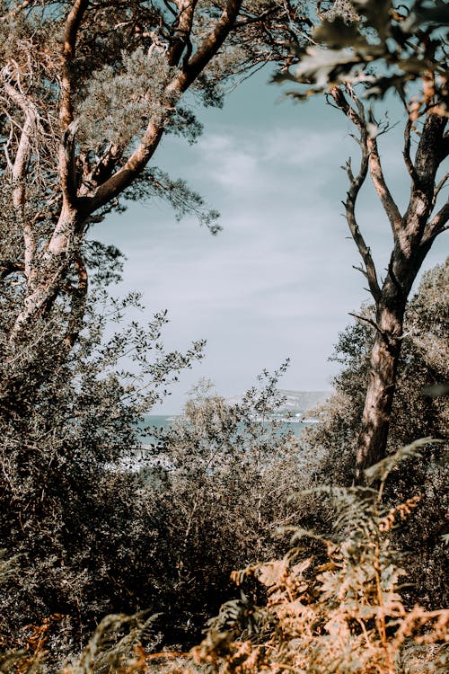 Trees with dried branches among lush green bushes and plants on clear sunny day