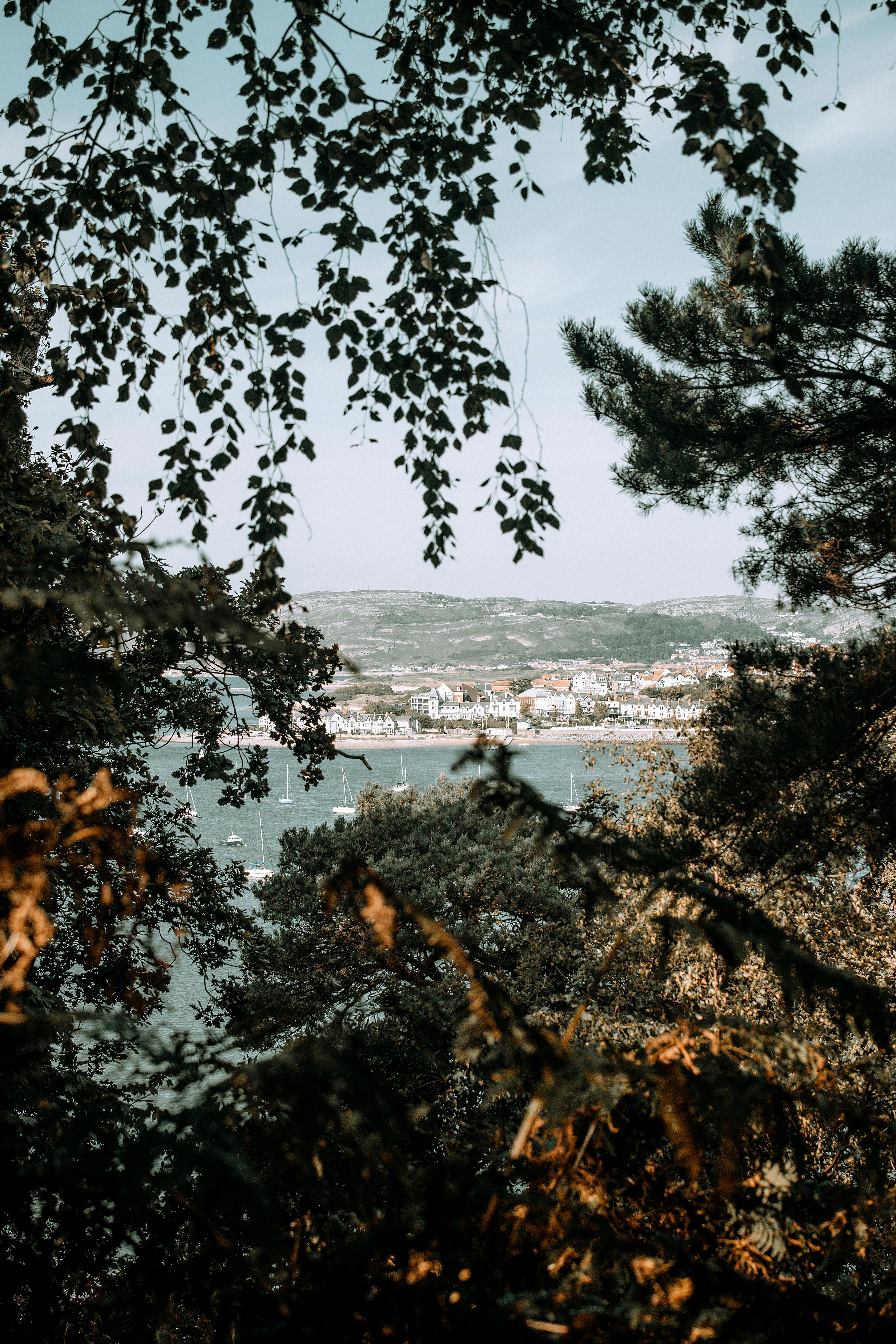 Bushes and trees with green leaves on peaceful coast of tranquil lake on sunny day