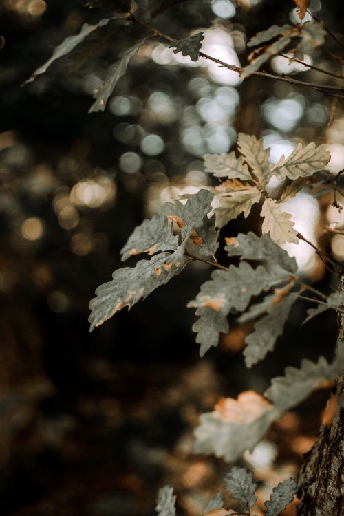Free Golden oak leaves with bokeh background in a serene Welsh forest setting. Stock Photo