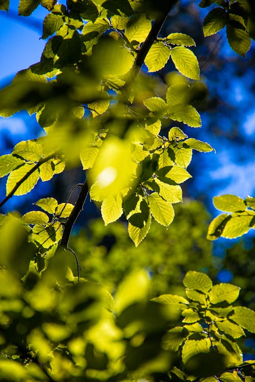 Green Leaves Under Blue Sky