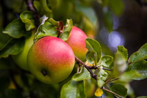 Free stock photo of apple, case