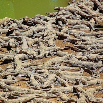 Crocodiles (Crocodylus)