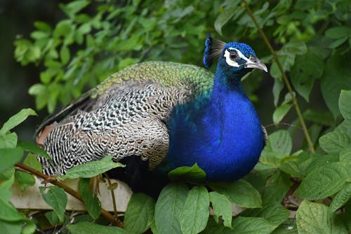 Blue and Brown Peacock Beside Green Leaves