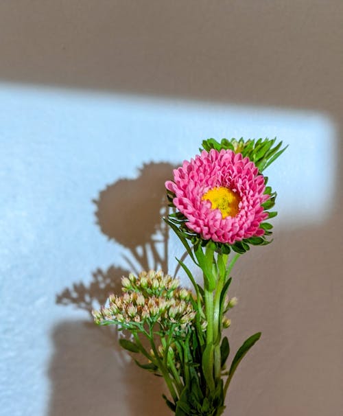 Pink Flower Near White Wall