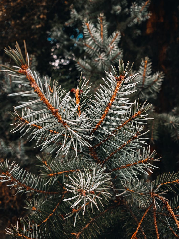 Branch Of Blue Spruce In Daytime