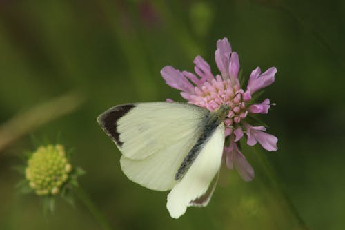 A Butterfly on a Flower