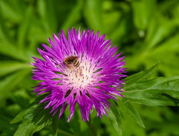 Bee On Purple Cornflower