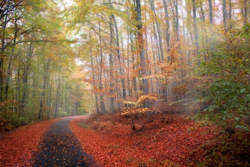 Základová fotografie zdarma na téma les, listy, mlha