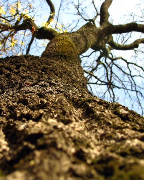 Worm's View Photography of Tree