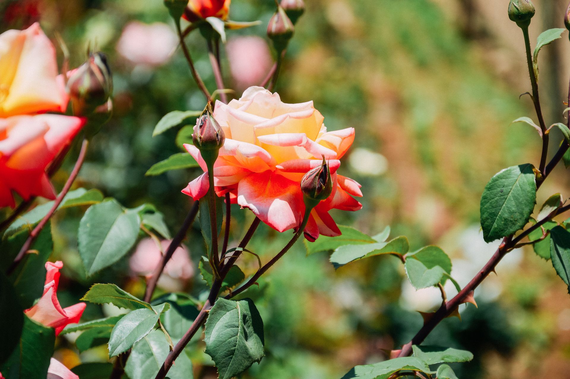 Delicate rose in blossom near buds with green leaves and stems with sharp spikes on blurred background of verdant garden