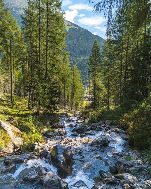 Ingyenes stockfotó erdő, fák, festői témában