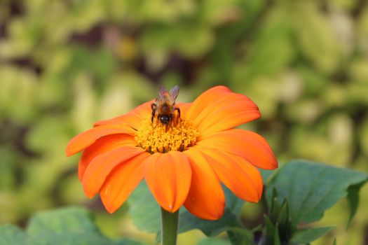Close-up of a bee pollinating an orange flower outdoors, showcasing nature's beauty.