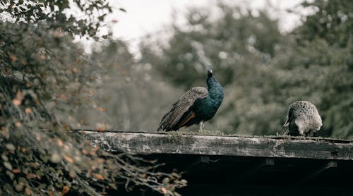 Blue Peacock on Brown Wood