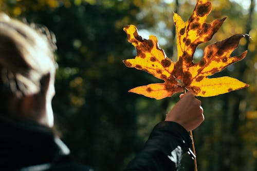 Woman raising hand with autumn maple leaf