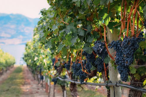 Grapes growing in vineyard in countryside