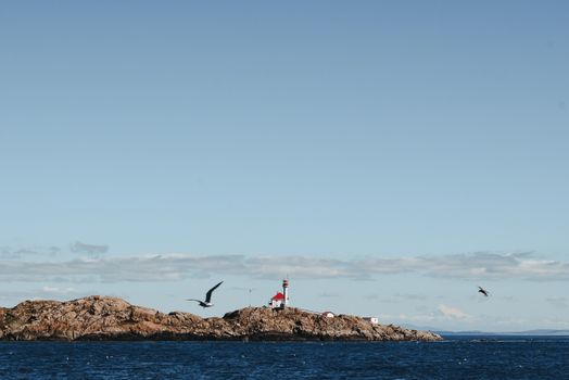 Gulls soaring above rippling water of blue sea with rocky shore in daytime